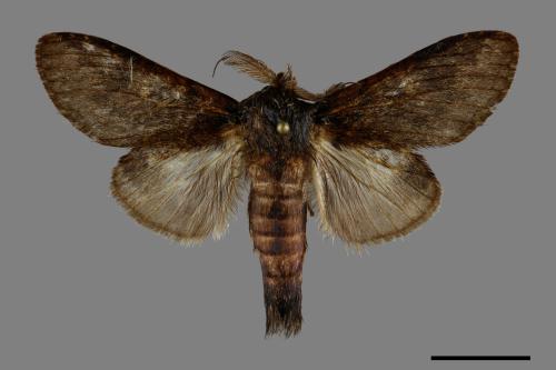 Syntypistis umbrosa[齒紋跨白舟蛾][00094873]
