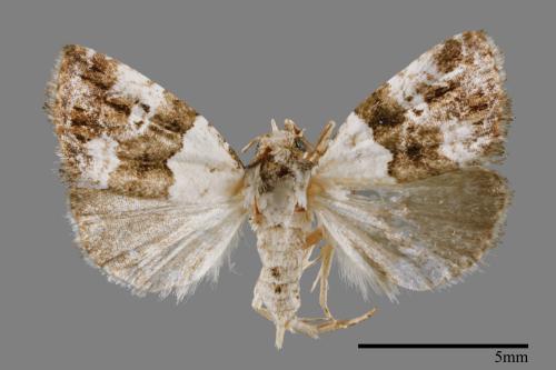 Maliattha signifera[00009298]