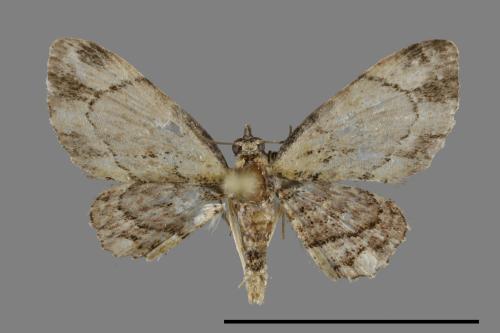 <已分類>Family：Geometridae[尺蠖蛾科][00092278]