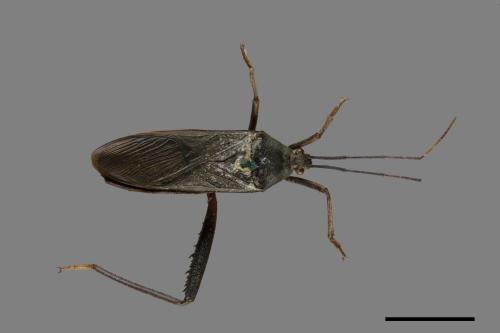 Notobitus meleagris[黑竹緣蝽][00075329]