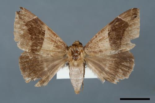 Dysgonia acuta[00005728]