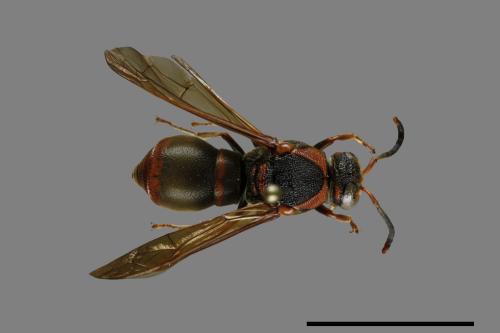 Orancistrocerus drewseni nigricapitus[赭褐毛唇蜾蠃][00100889]