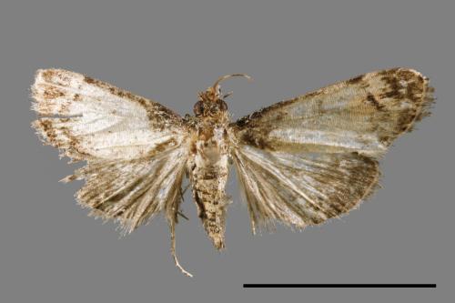 <已分類>Family：Pyralidae[螟蛾科][00064595]
