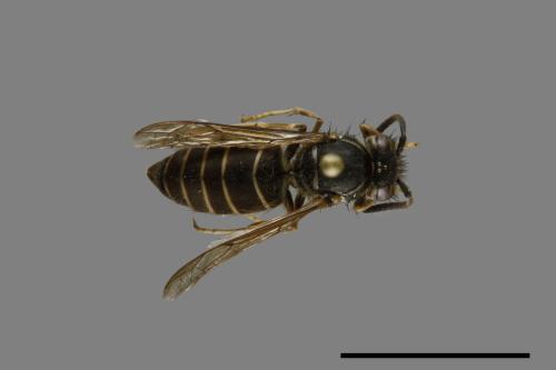 Vespula flaviceps[細黃胡蜂][00073271]