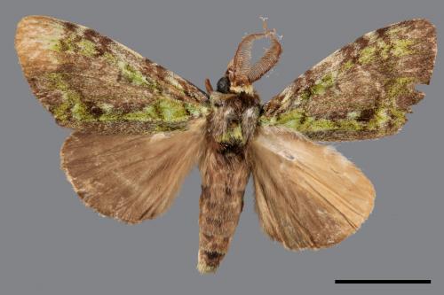 Somera viridifusca viridifusca[瑟舟蛾][00020238]