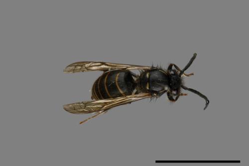 Vespula flaviceps[細黃胡蜂][00073394]