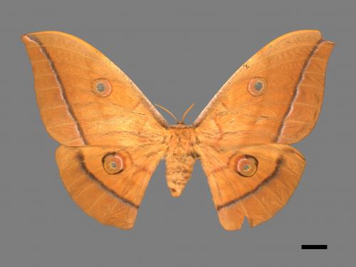 Antheraea pernyi[姬透目天蠶蛾][00016117]