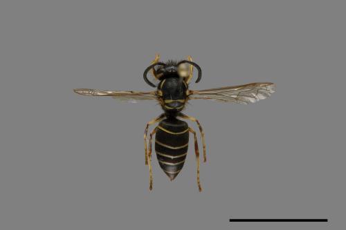 Vespula flaviceps[細黃胡蜂][00073368]