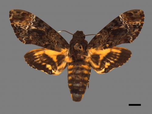 Acherontia lachesis[人面天蛾][00016978]