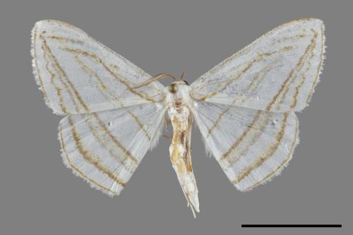 Orthocabera sericea[褐黃斜帶尺蛾][00091552]