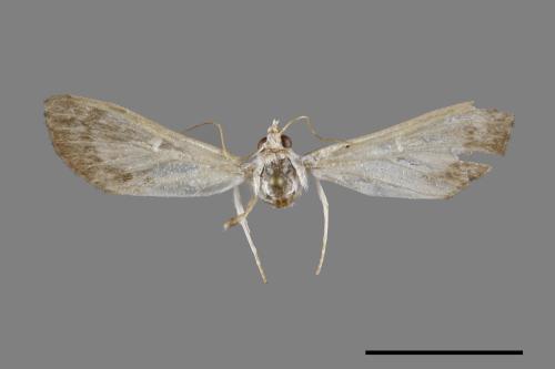 <已分類>Family：Crambidae[草螟科][00100664]