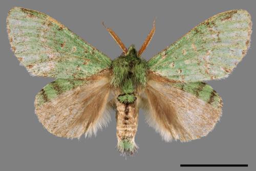 Stauropus takamukuana[綠蟻舟蛾][00044403]