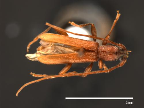 <已分類>Genus：Allotraeus[00080639]