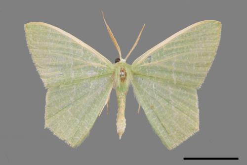 Thalassodes immisarius opalinus[粗脛翠尺蛾][00024720]