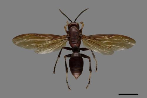 Polistes gigas[巨長腳蜂][00119293]