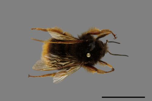 Bombus flavescens[黃色熊蜂][00074683]