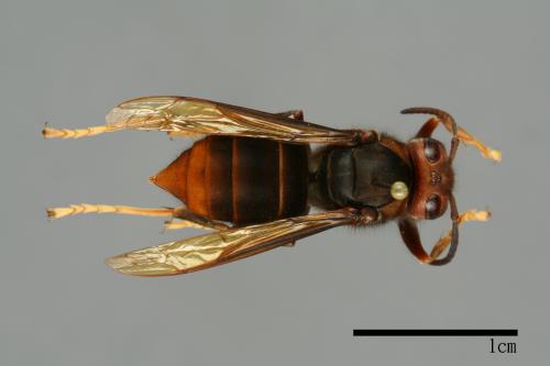 Vespa velutina[黃腳虎頭蜂][00096125]
