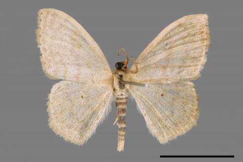 <已分類>Genus：Scopula[00042599]