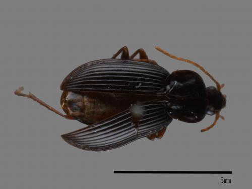 <已分類>Family：Carabidae[步行蟲科][00081989]