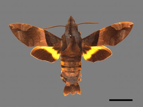 Macroglossum passalus[虎皮楠長喙天蛾][00016925]