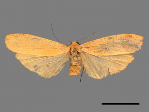 Eilema magnata[巨土苔蛾][00051429]