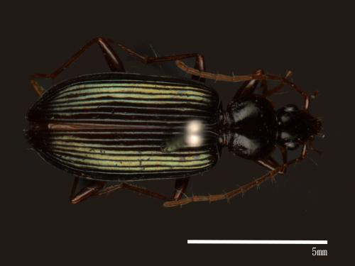 <已分類>Family：Carabidae[步行蟲科][00081968]