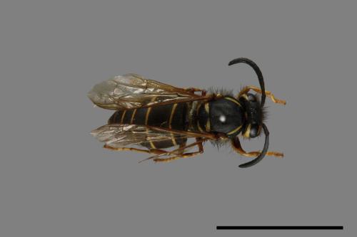 Vespula flaviceps[細黃胡蜂][00073363]