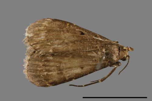 <已分類>Family：Noctuidae[夜蛾科][00010837]