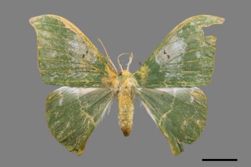 Tanaorhinus viridiluteatus[雙點鐮翅青尺蛾][00059404]