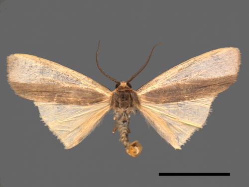 Agylla divisa[梯雙分華苔蛾][00038341]