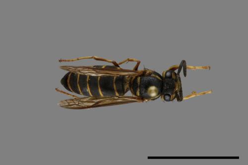 Vespula flaviceps[細黃胡蜂][00073105]