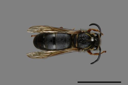 Vespula flaviceps[細黃胡蜂][00073178]