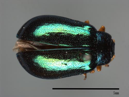 <已分類>Family：Chrysomelidae[金花蟲科][00081202]