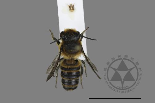 <已分類>Genus：Megachile[切葉蜂屬][00197929]