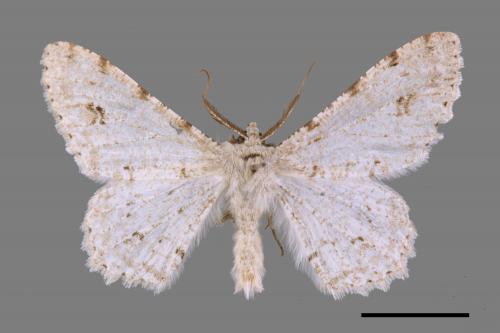 Lassaba parvalbidaria parvalbidaria[污雪雙斑尺蛾][00069171]