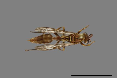 Parapolybia nodosa[叉胸異腹胡蜂][00078729]