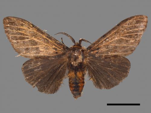 Lemyra imparilis[暗點燈蛾][00051668]