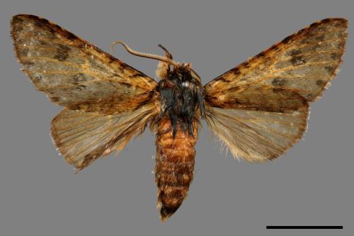 Pantherinus bipunctatus bipunctatus[雙點新林舟蛾][00044223]