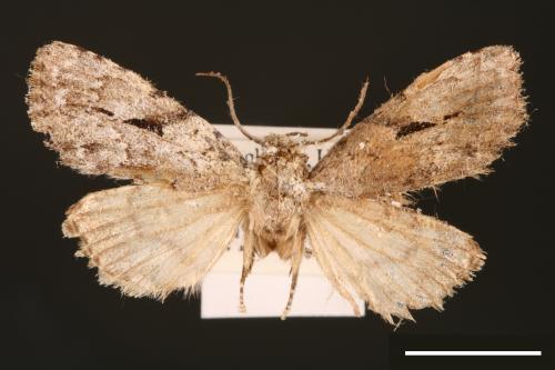 Subleuconycta palshkovi[00000455]