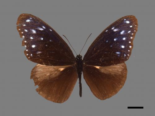 Euploea mulciber barsine[端紫斑蝶][00061509]