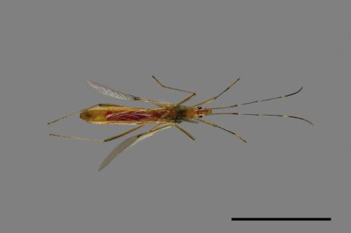 Leptocorisa acuta[禾蛛緣蝽][00087910]