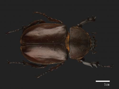 Allomyrina dichotomus[獨角仙][00087700]