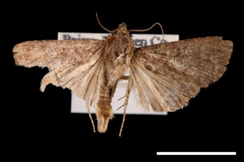 <已分類>Genus：Condica[00023417]