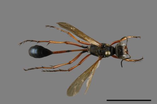 <已分類>Family：Sphecidae[細腰蜂科][00093622]