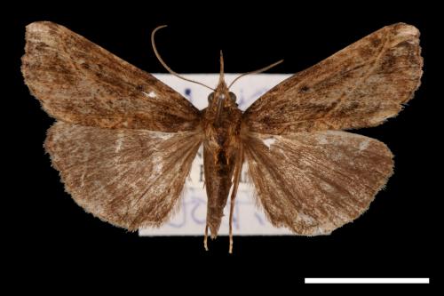 Hypena lignealis[00009748]