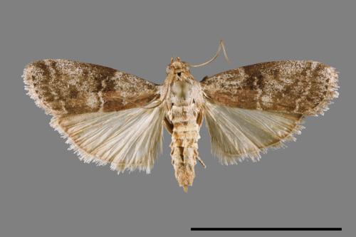 <已分類>Family：Pyralidae[螟蛾科][00024972]