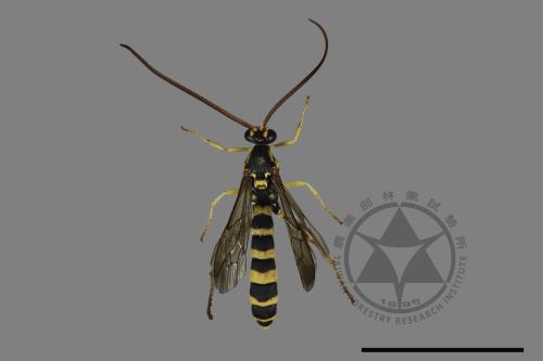 <已分類>Family：Ichneumonidae[姬蜂科][00181060]