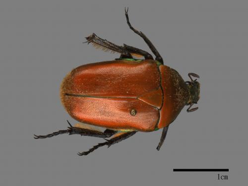 Torynorrhina pilifera[毛翅騷金龜][00081521]