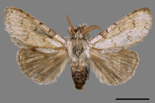 Calliteara postfusca[波茸毒蛾][00044804]