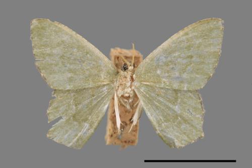 <已分類>Genus：Maxates[00045402]